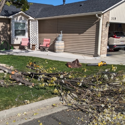 TREE TRIMMING